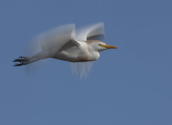 Cattle egret (Bubulcus ibis).jpg