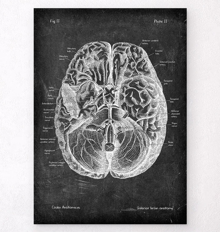 Brain anatomy art