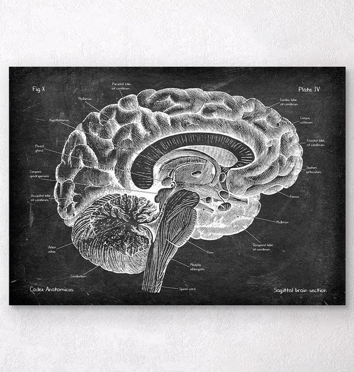 Brain anatomy poster