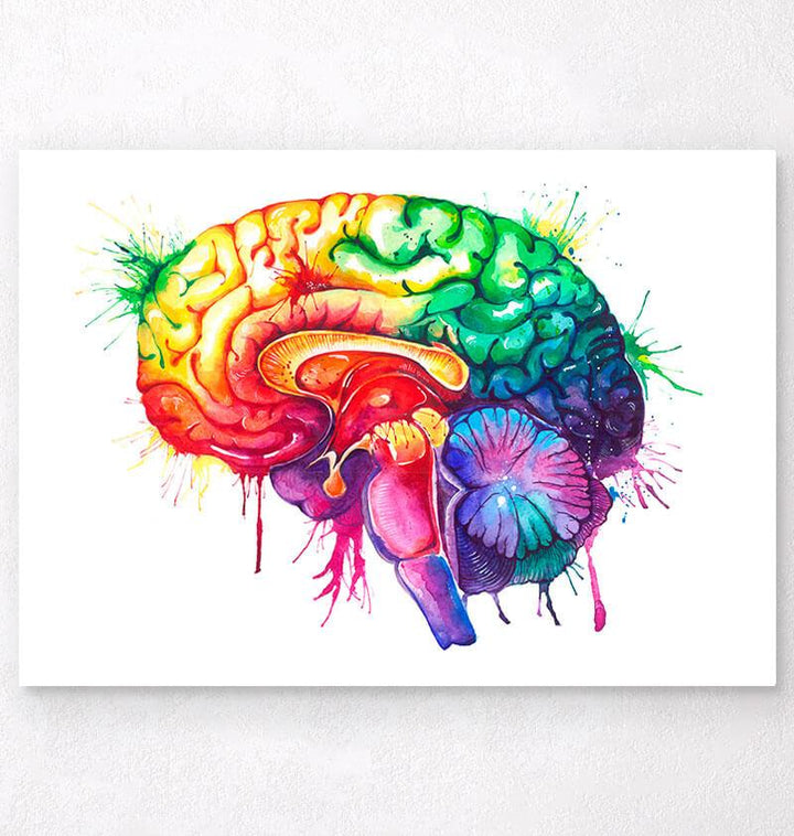 Brain anatomy poster