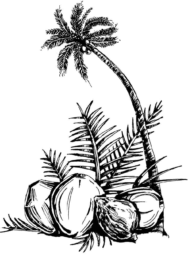 Palm Tree Animated Drawing ~ Coconut Palm Tree Plant Front View ...