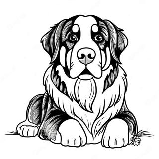 Bernese Mountain Dog Coloring Page 35153-27799