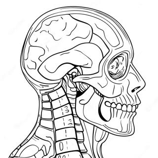 Anatomie En Fysiologie Kleurplaat 37093-29336