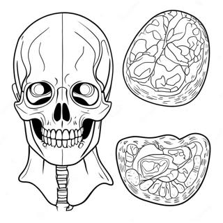 Anatomie En Fysiologie Kleurplaat 37093-29333