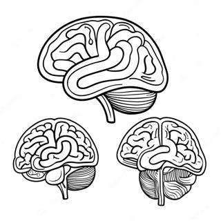 Anatomie Van De Hersen Kleurplaten