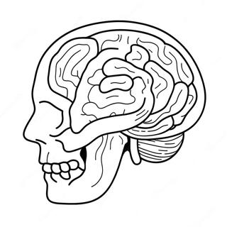 Anatomie Van De Hersenen Kleurplaten