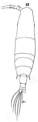 Species Acartia (Odontacartia) erythraea - Plate 2 of morphological figures