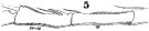 Species Acartia (Odontacartia) erythraea - Plate 4 of morphological figures