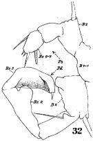 Species Acartia (Odontacartia) erythraea - Plate 5 of morphological figures