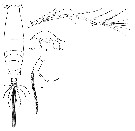 Species Acartia (Odontacartia) erythraea - Plate 7 of morphological figures