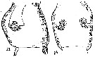 Species Acartia (Odontacartia) erythraea - Plate 8 of morphological figures