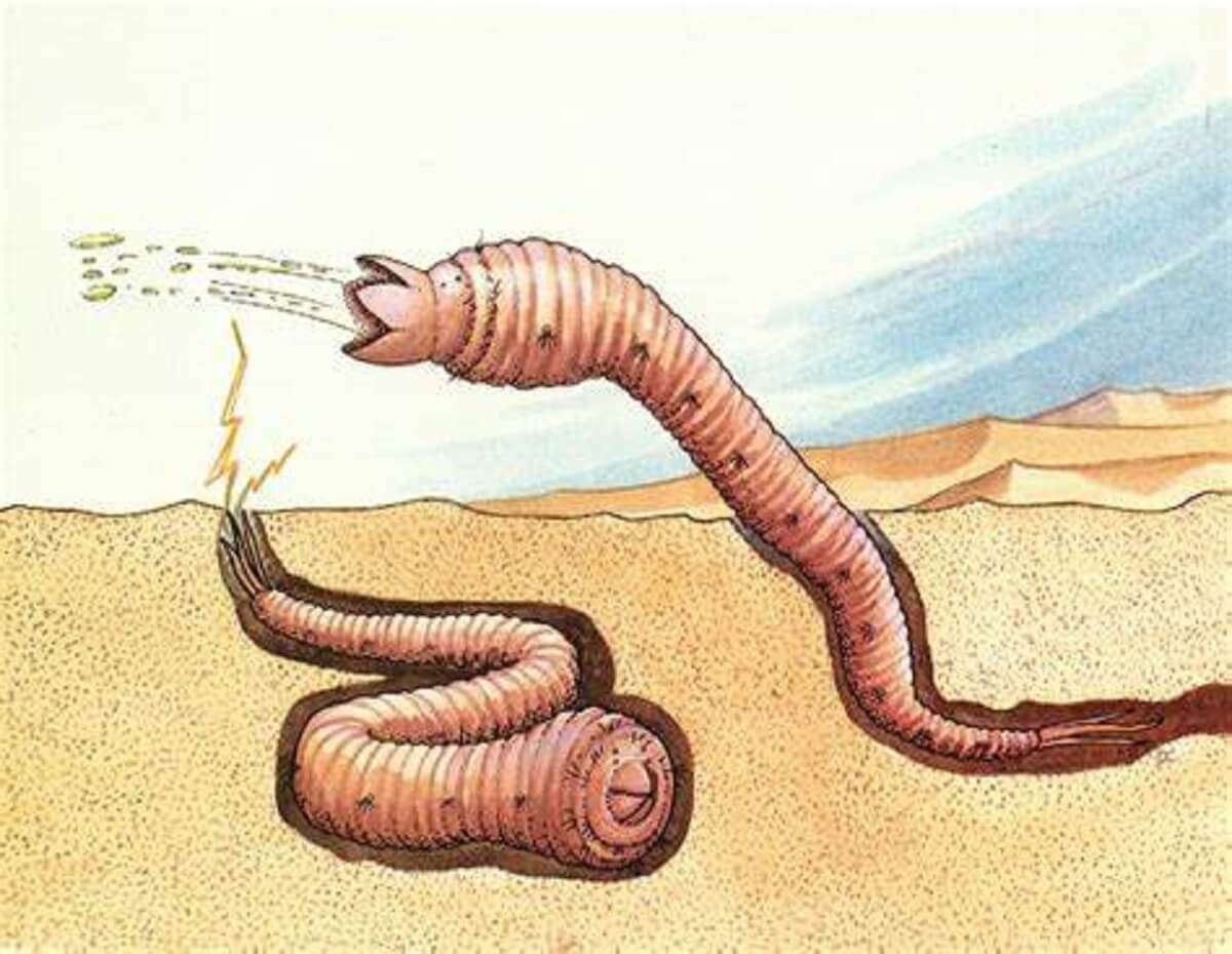 Mongolian death worm