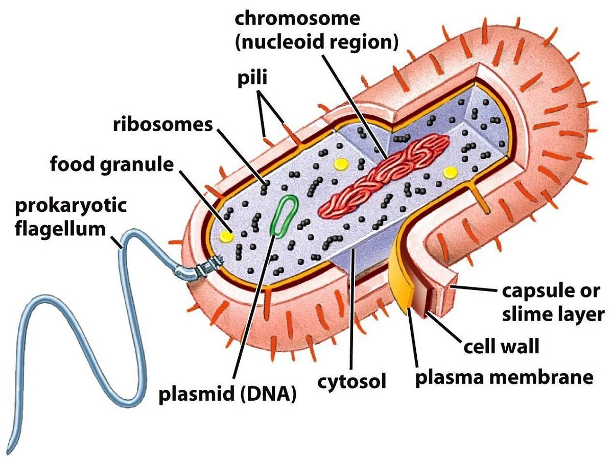 15 Key Differences Between Prokaryotic and Eukaryotic Cells - CBSE ...