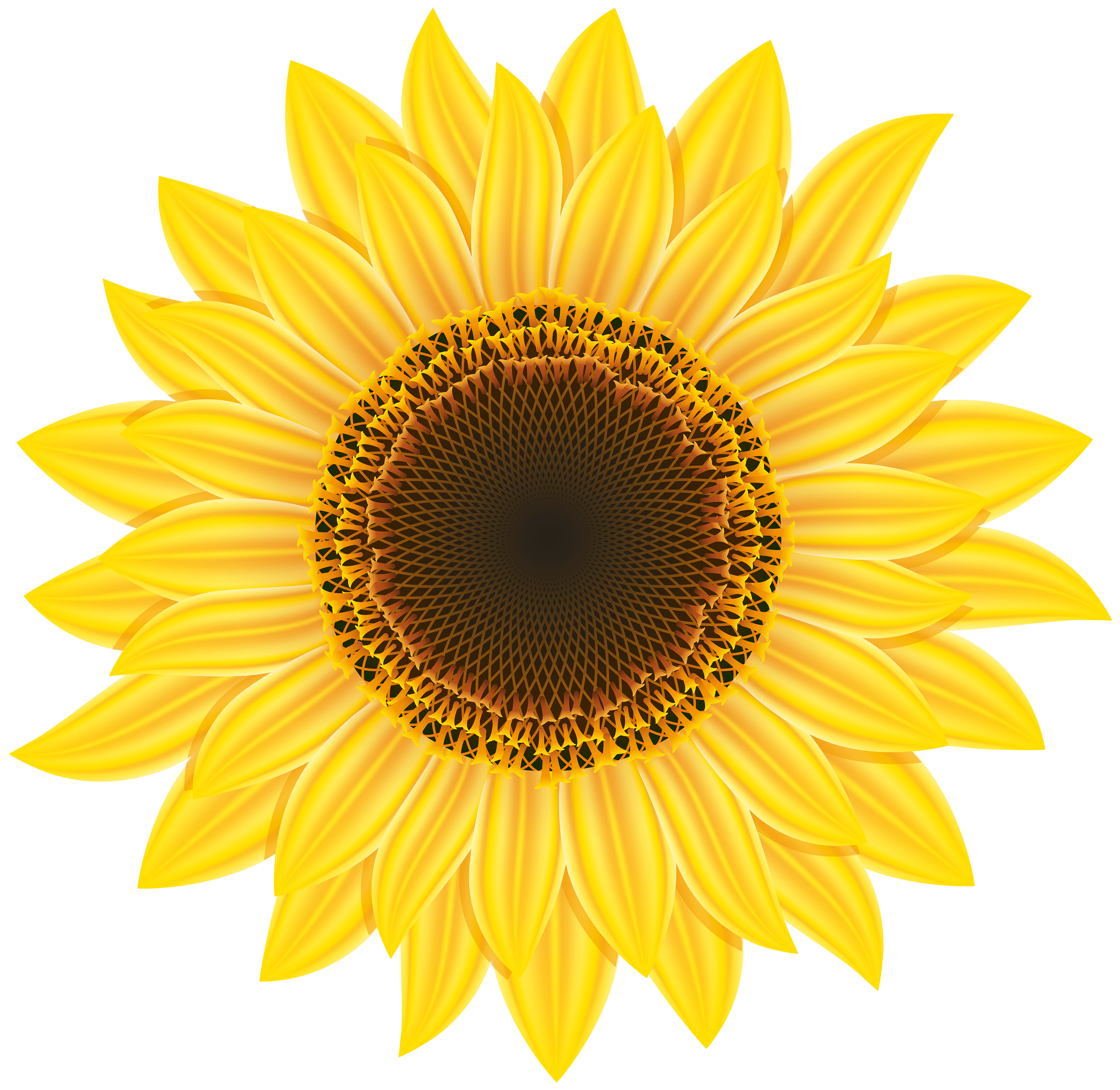 Clip Art Sunflower Png Clip Art Library - kulturaupice