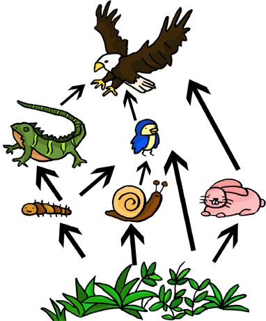 clip art food chain - Clip Art Library