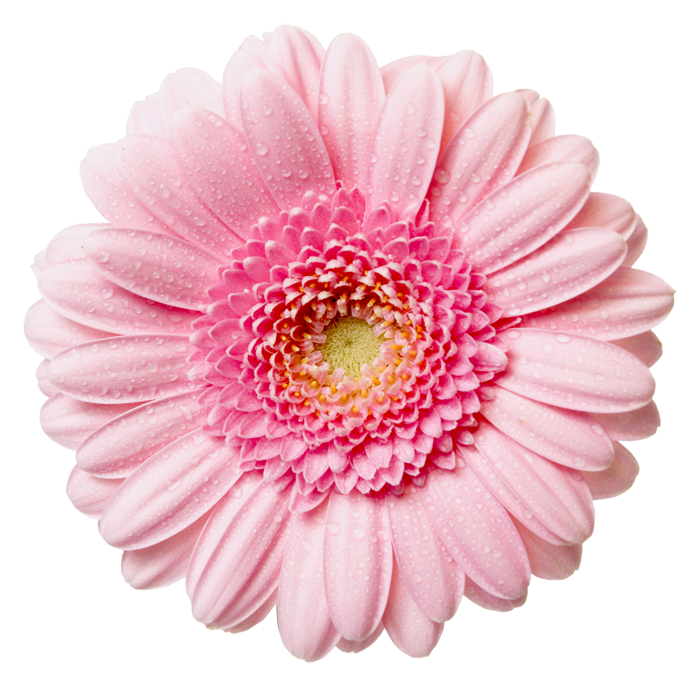 Free Flower Png Transparent, Download Free Flower Png Transparent png ...