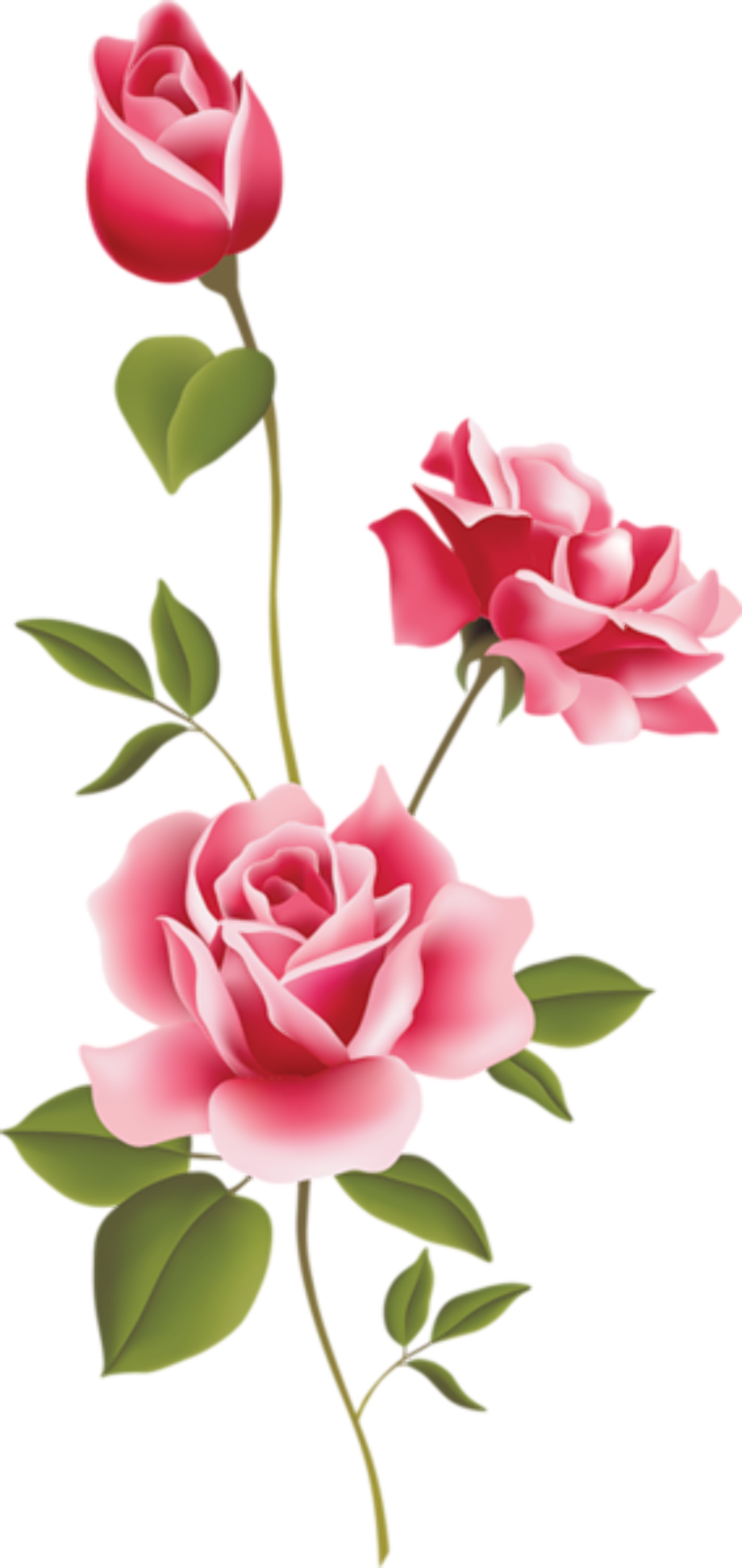 flowers clipart rose