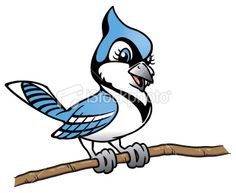 Blue Jay Drawing