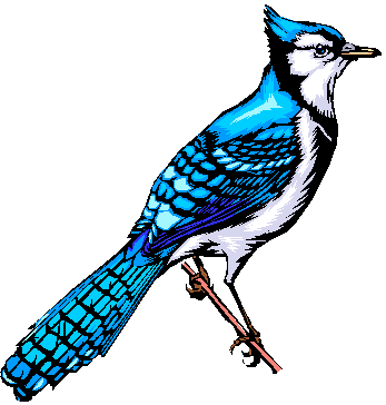 Cartoon Blue Jay Clipart