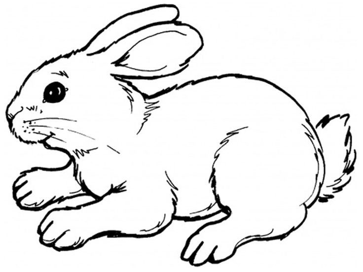 Animal Coloring Pages