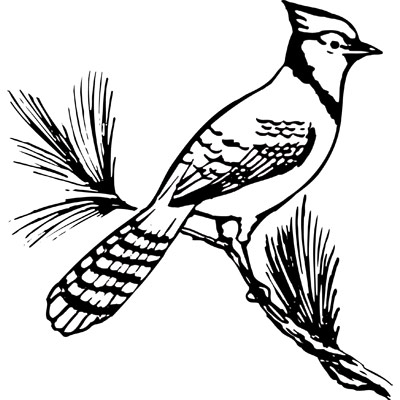 Blue Jay Clipart