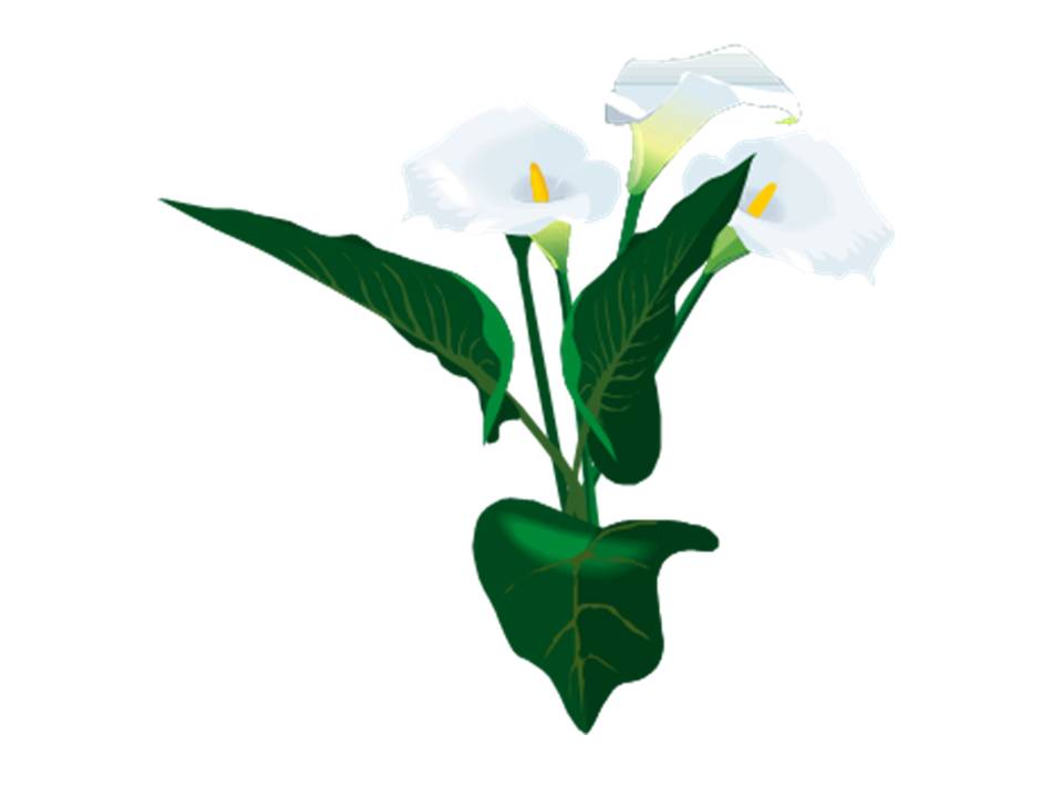 Calla Lily Clip Art