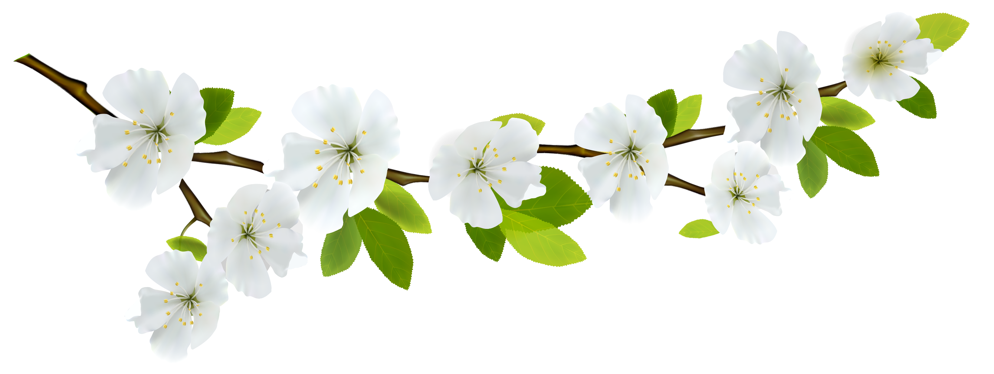 Spring Branch White PNG Clipart