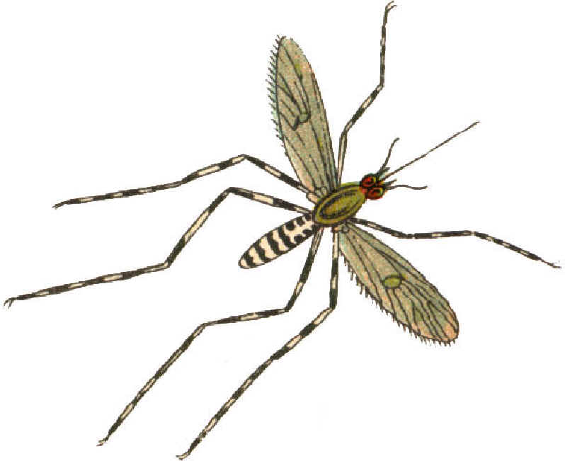 Mosquito Clip Art