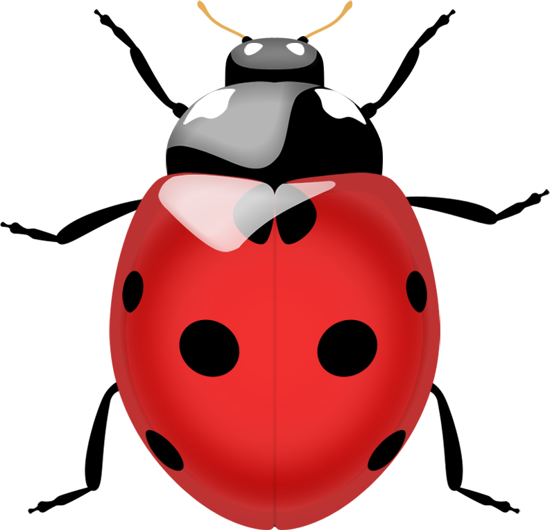 Ladybug PNG image free download