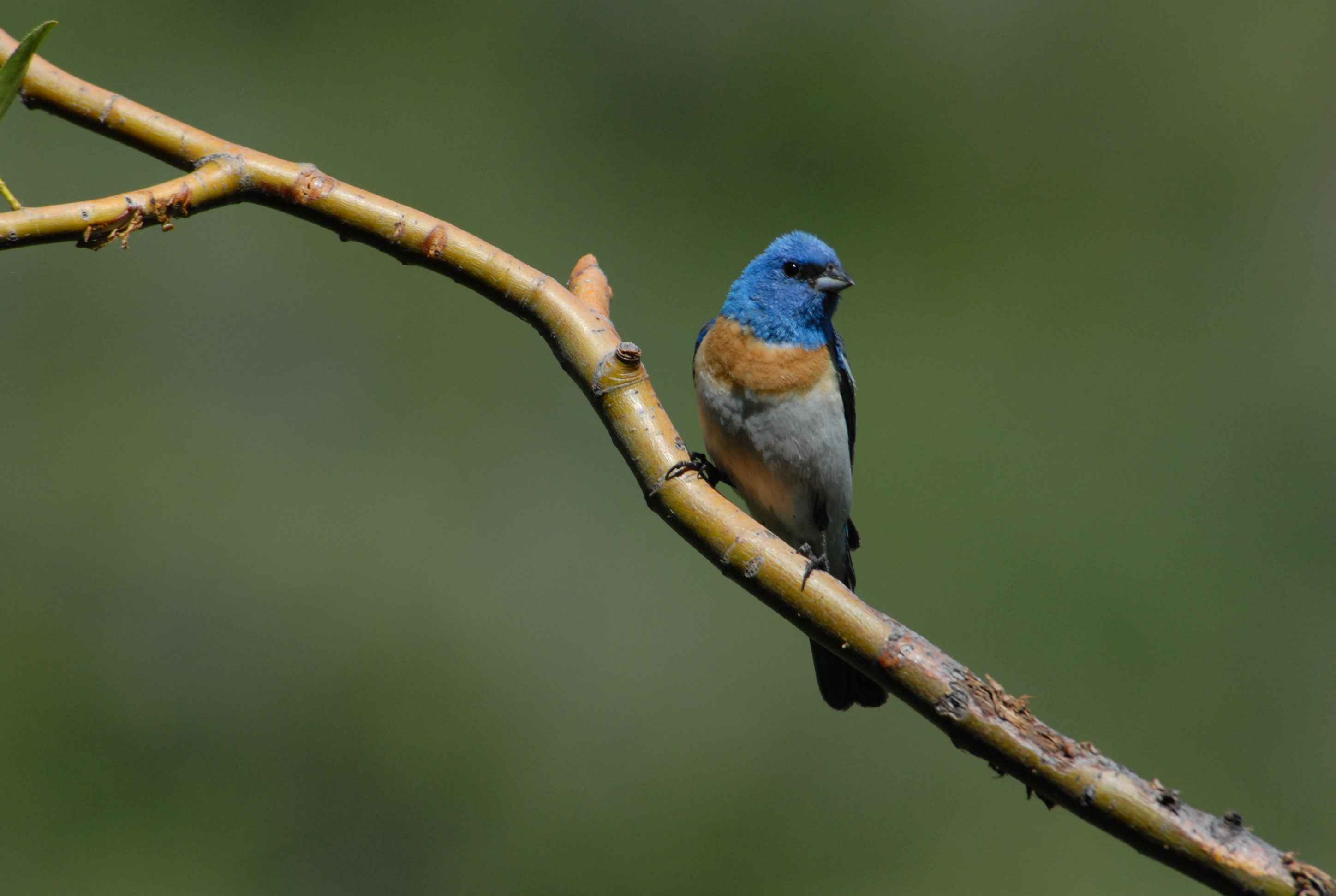 male-lazuli-bunting-bird- ...