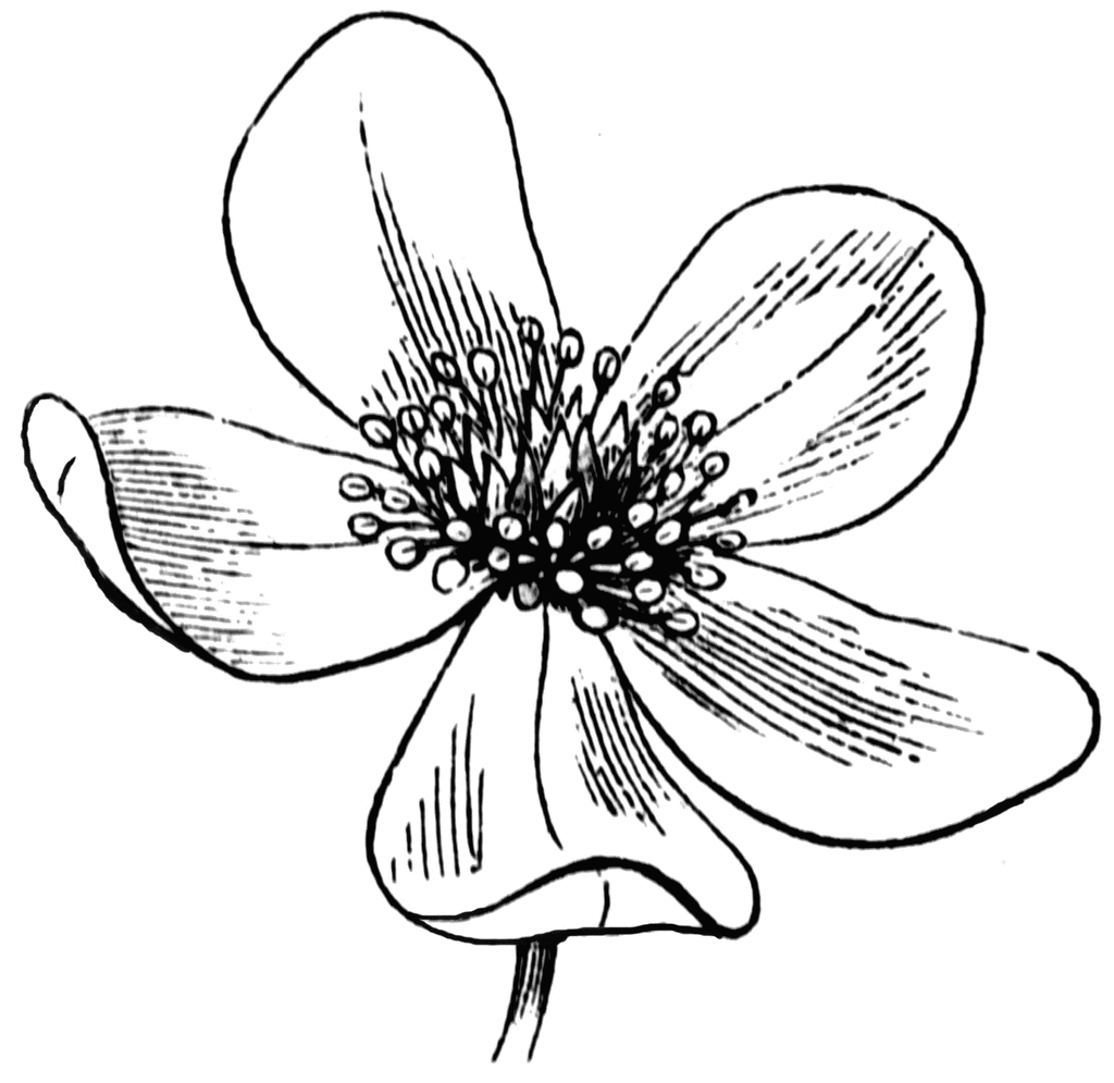 flower Page Printable Coloring Sheets | Flowers Drawing Coloring ...