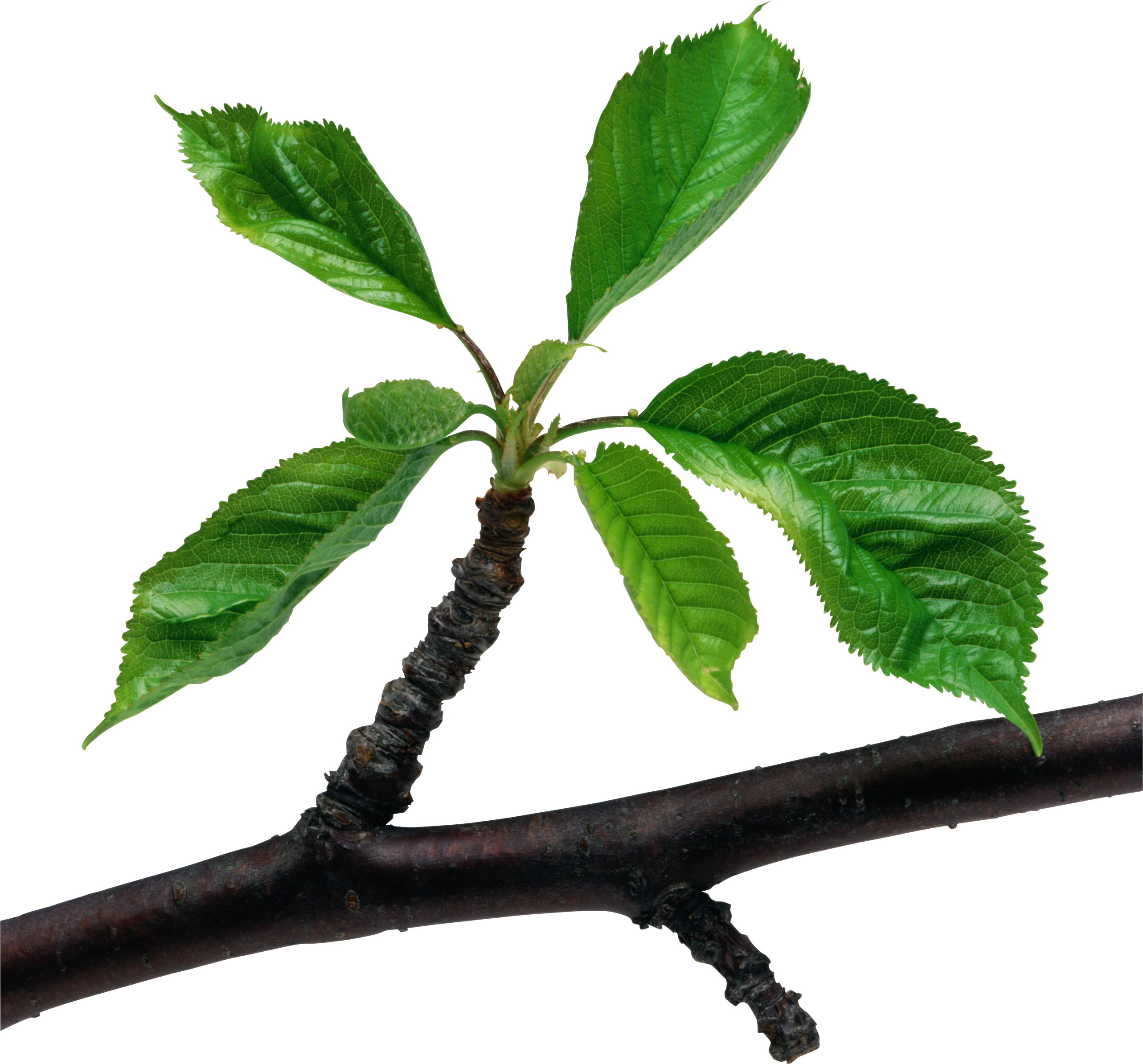 green_leaves_PNG3650.png