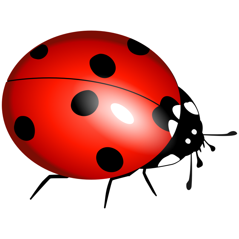 Clipart - ladybug, ladybirds, boruÅ¾Ä—