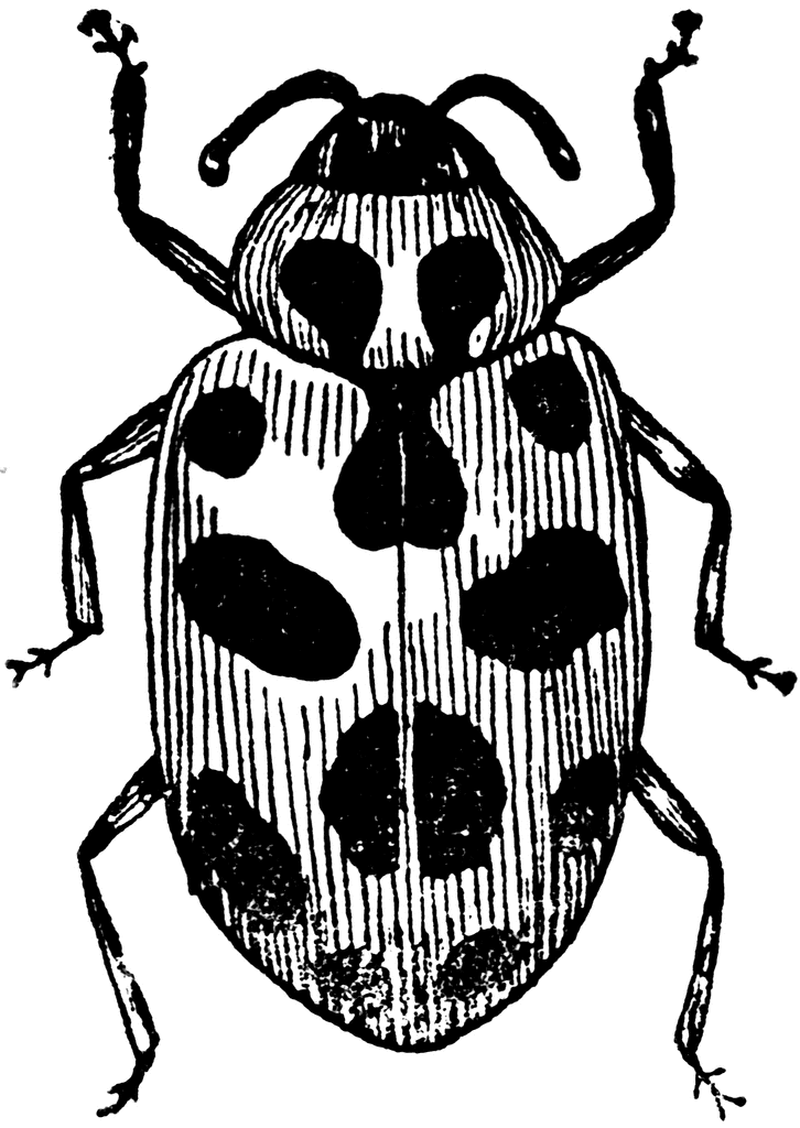 Ladybug | ClipArt ETC