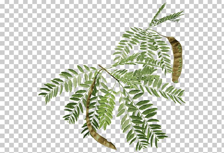 Branch Honey Locust Tree Fern Black Locust PNG, Clipart, 3d.