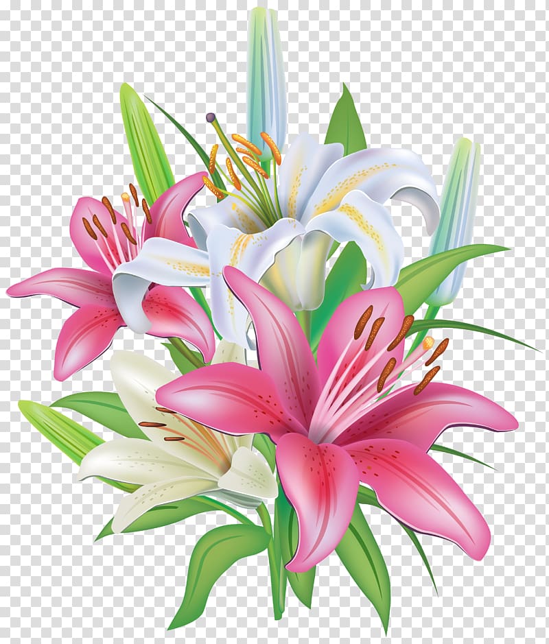 White and pink flowers illustration, Lilium \\\'Stargazer.