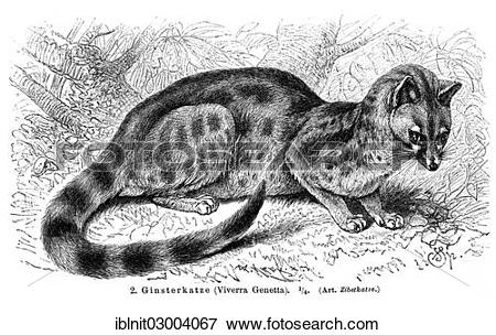 Picture of "Genet (Viverra genetta), illustration from Meyers.