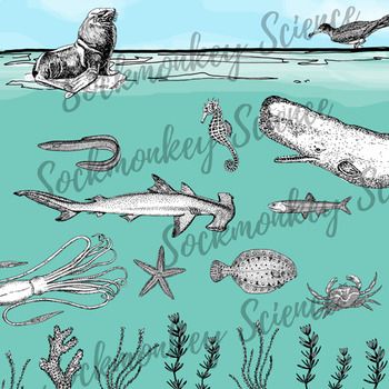 Realistic Ocean Animal Clipart: Marine Ecosystem Line Art.