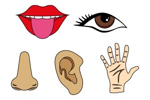 5 senses clipart five senses, 5 senses five senses.