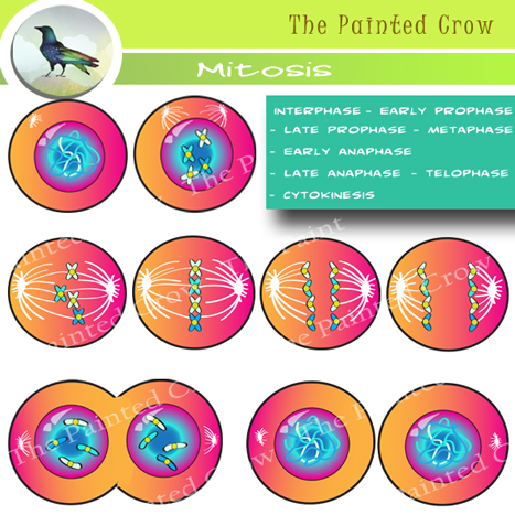 Cell Mitosis Clip Art.