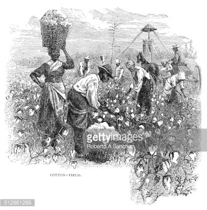 Cotton Fields engraving Clipart Image.