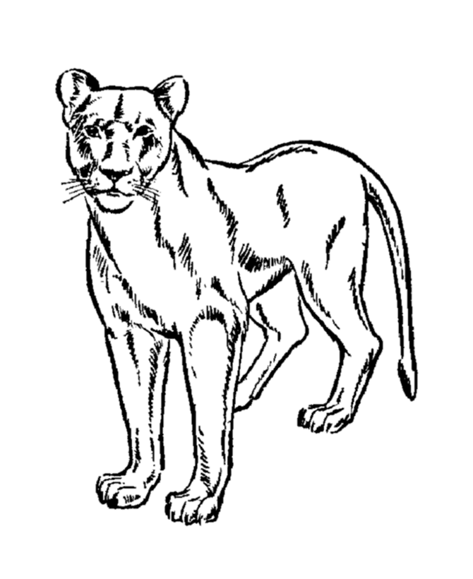 Free Mountain Lion Clipart Black And White, Download Free.