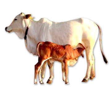 Indian Cow Png Vector, Clipart, PSD.