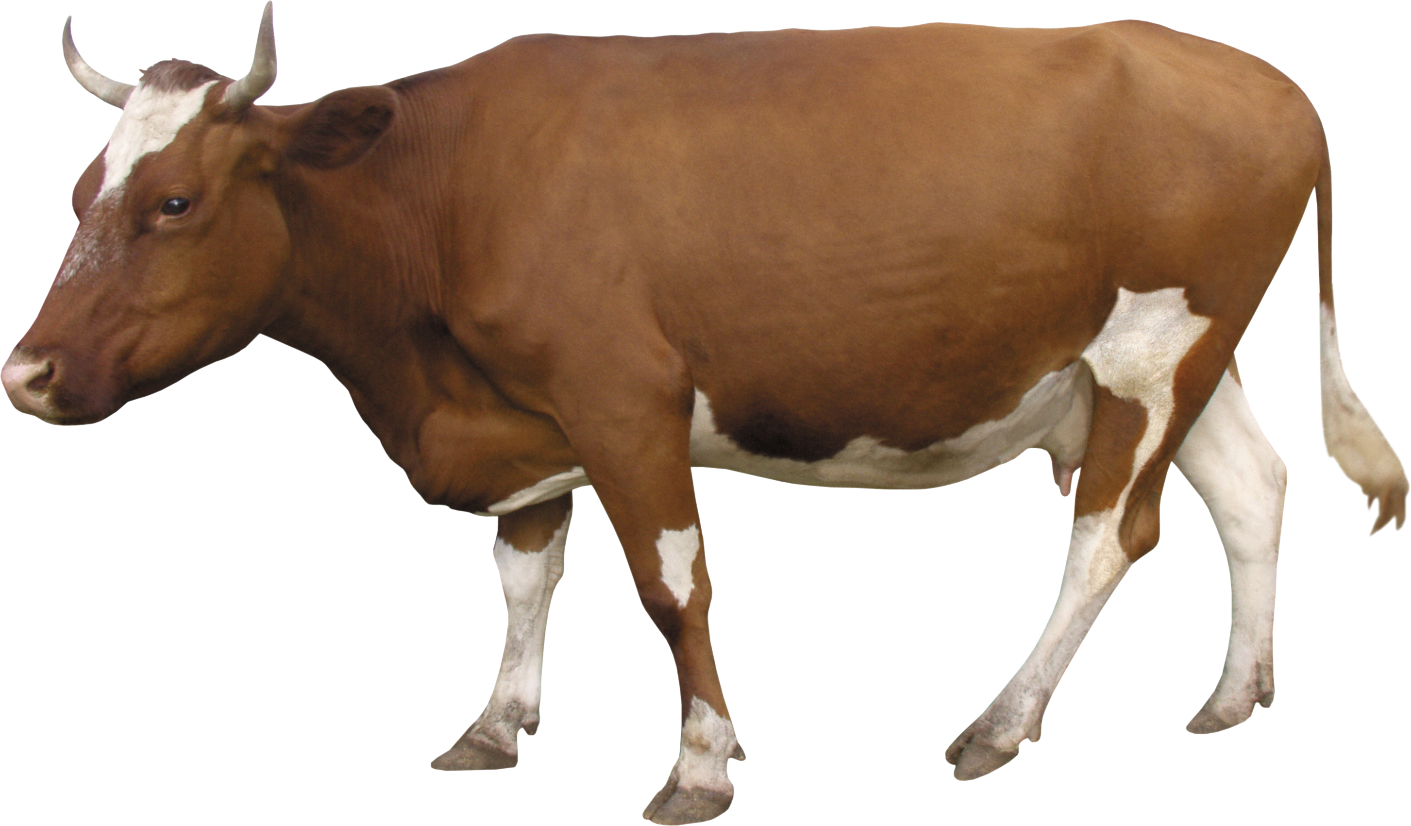 Download Free png Cow PNG image, free cows PNG picture download.