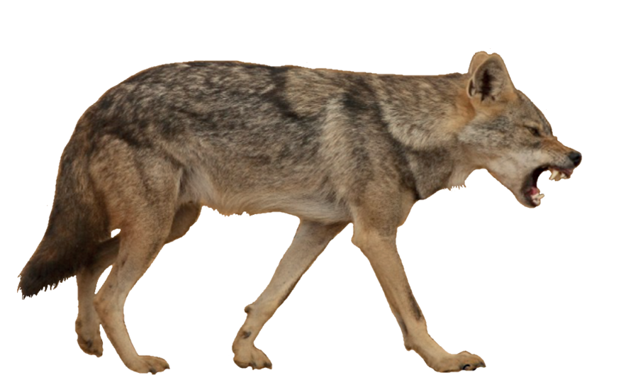 Coyote clipart brown wolf, Coyote brown wolf Transparent.