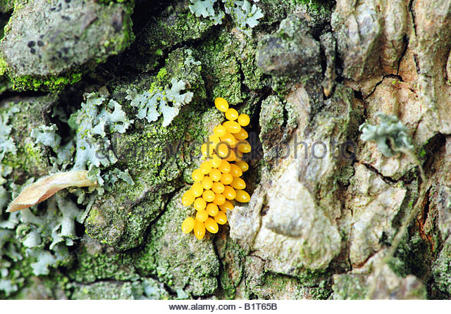 Ladybug Eggs Stock Photos & Ladybug Eggs Stock Images.