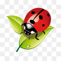 Coccinelle PNG and Coccinelle Transparent Clipart Free Download..