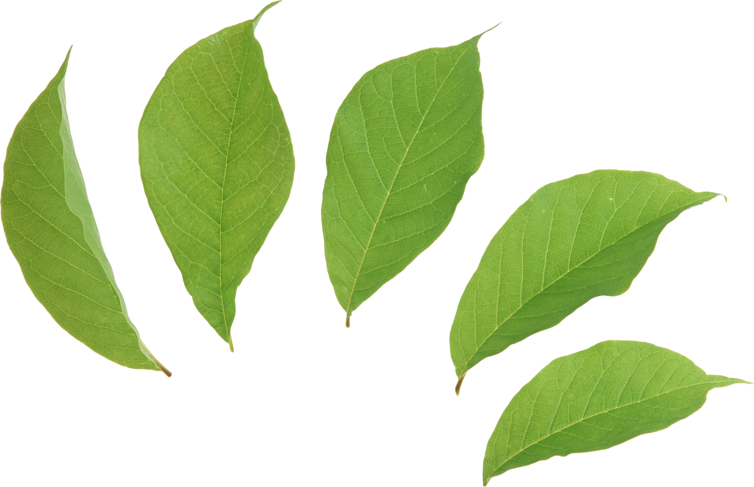 Coca Leaf Clip Art.