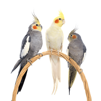 History of the Cockatiel.