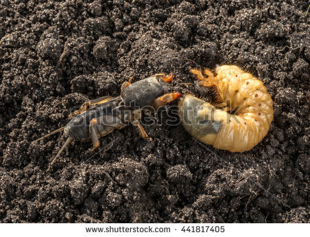 Cockchafer Stock Images, Royalty.